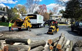 How Our Tree Care Process Works  in  Phoenix Lake, CA