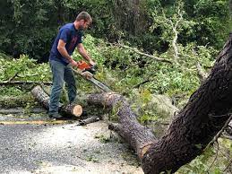 Best Commercial Tree Services  in Phoenix Lake, CA