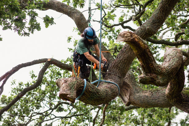 Best Tree Mulching  in Phoenix Lake, CA