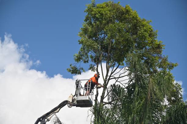 Best Tree Risk Assessment  in Phoenix Lake, CA