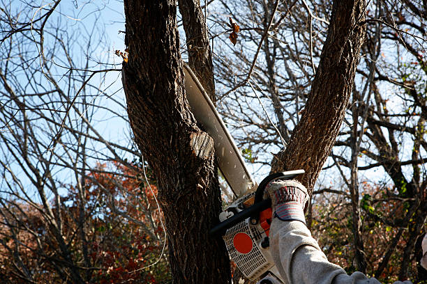 Best Arborist Consultation Services  in Phoenix Lake, CA