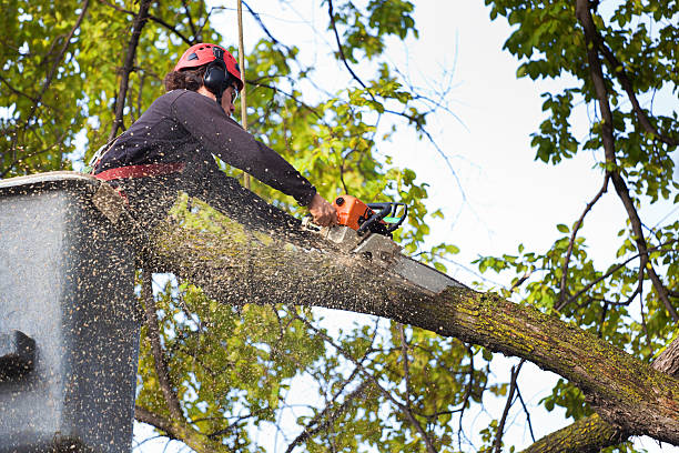 Best Emergency Tree Removal  in Phoenix Lake, CA