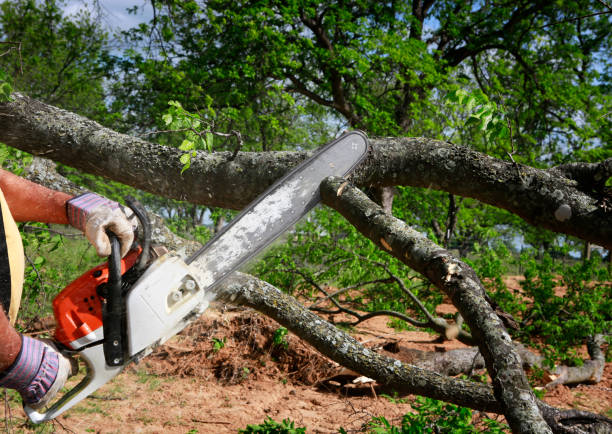 Best Utility Line Clearance  in Phoenix Lake, CA