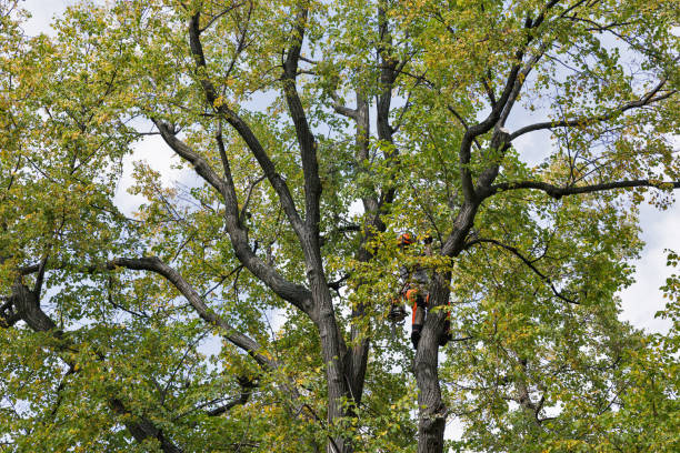 Professional Tree Care in Phoenix Lake, CA